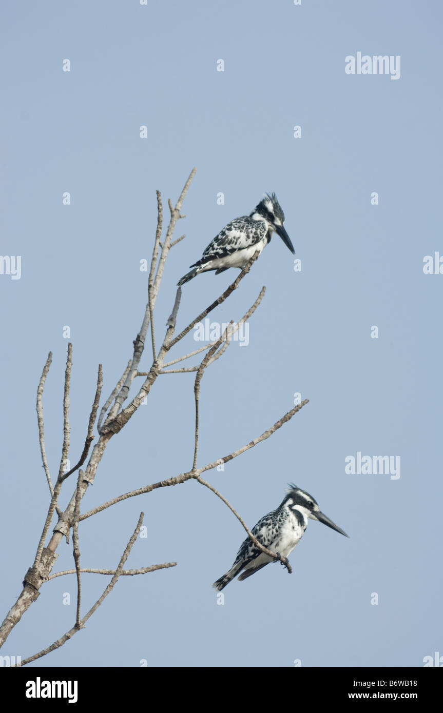 Pied Kingfisher Ceryle rudis selvatica Foto Stock