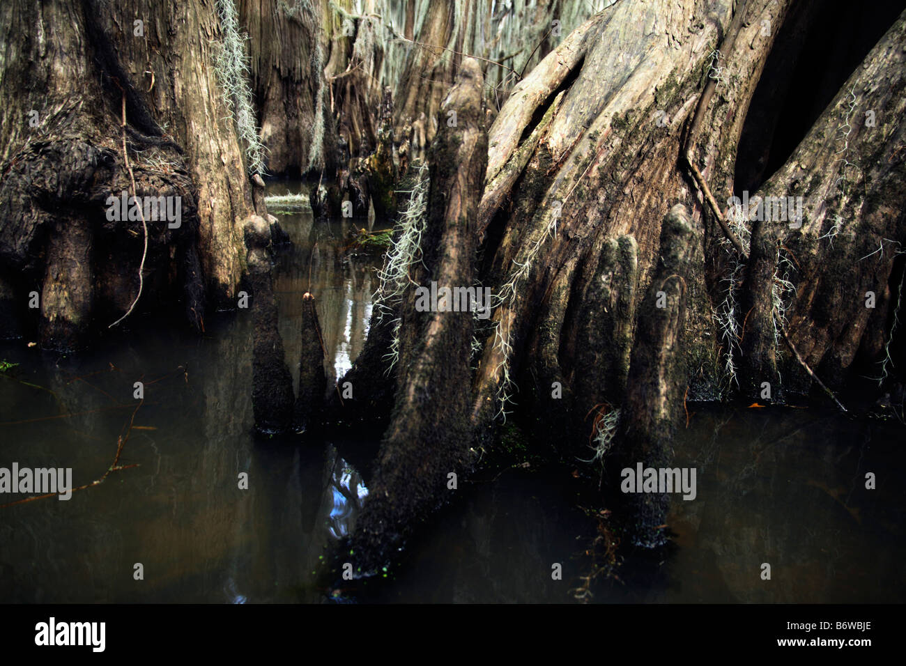 Cipressi nel lago Caddo Foto Stock