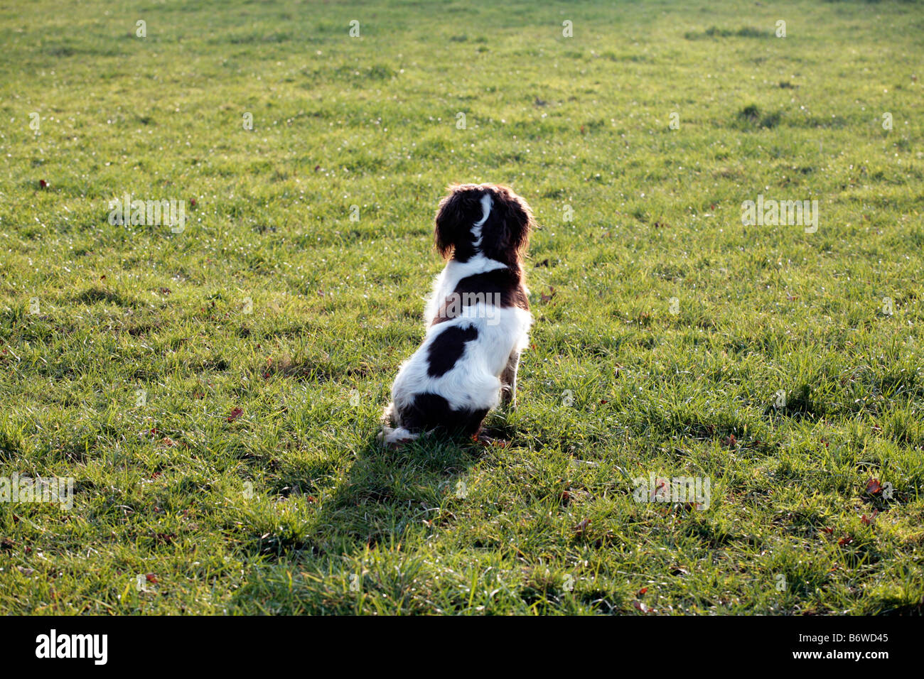 Italiano Spaniel cane su un fagiano shoot, Somerset REGNO UNITO. Foto Stock