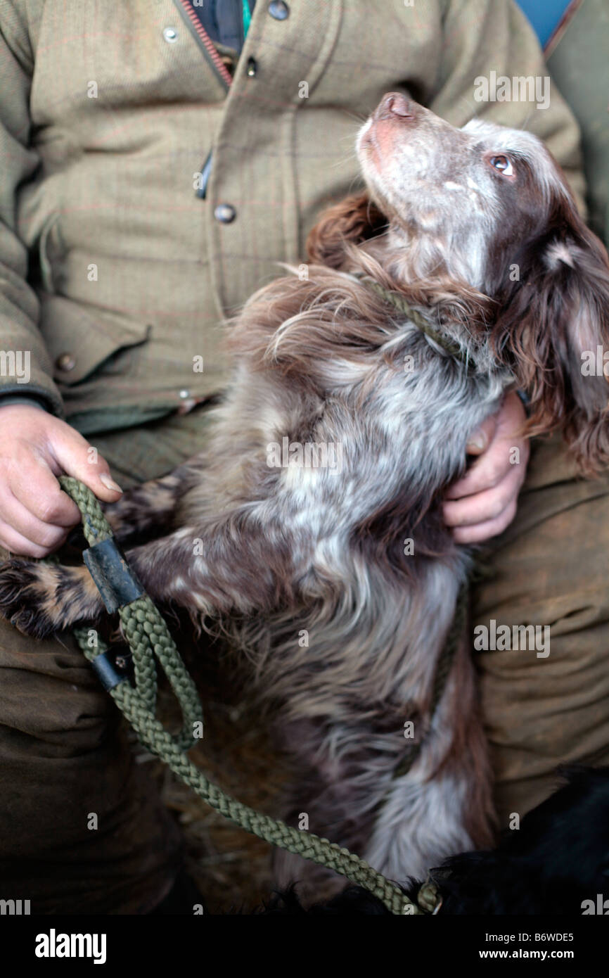 Italiano Spaniel cane che guarda l'uomo vestito in tweed. Foto Stock