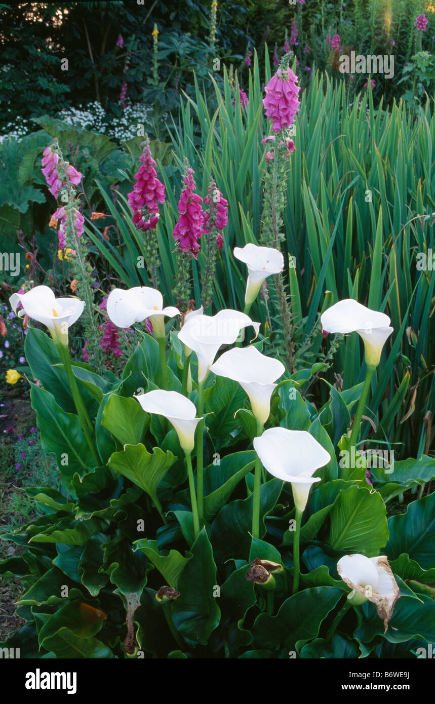 Close up zantedeschia e rosa foxgloves nel giardino estivo confine Foto Stock
