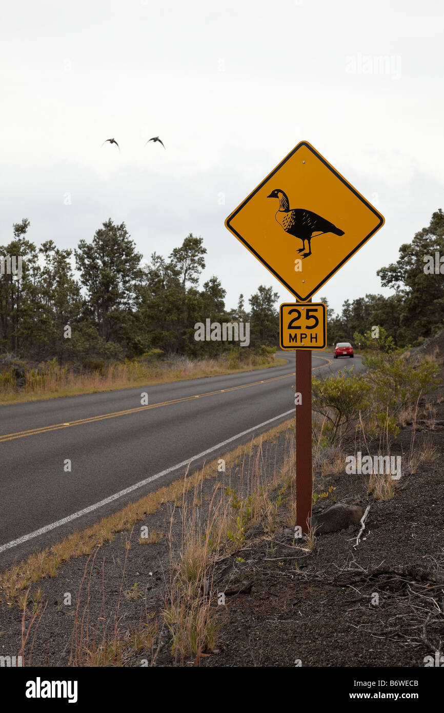 Due nene minacciate di estinzione di uccelli che volano attraverso nene incrocio con segno su strada. Foto Stock
