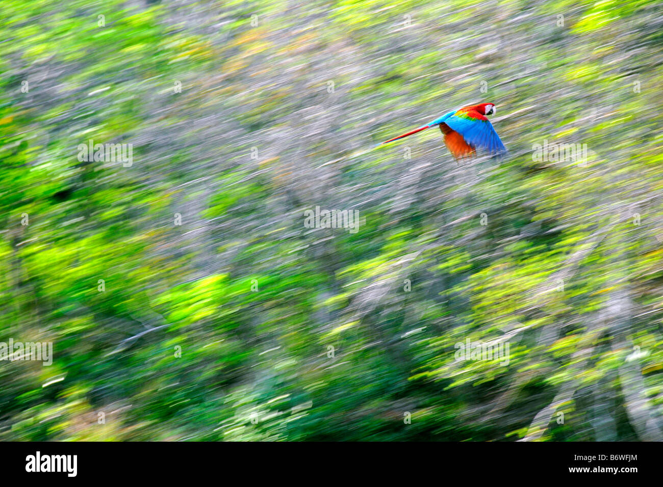 Red macaw Ara chloropterus volando sopra la dolina Buraco das Araras Bonito Mato Grosso do Sul in Brasile Foto Stock