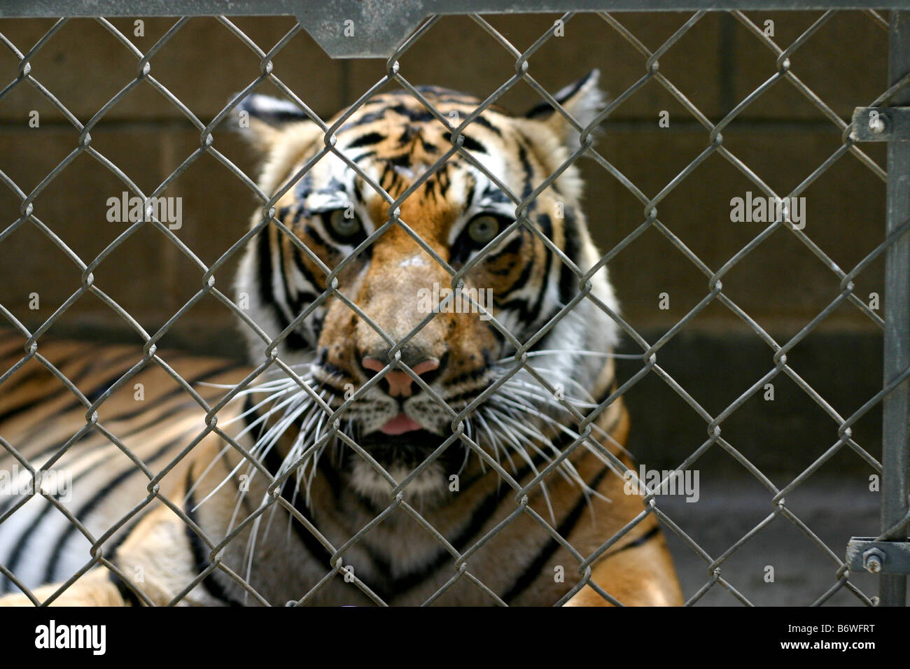 SAN DIEGO, CA - 24 Luglio: una tigre dietro le quinte allo Zoo di San Diego 24 luglio 2004 in San Diego CA Foto Stock