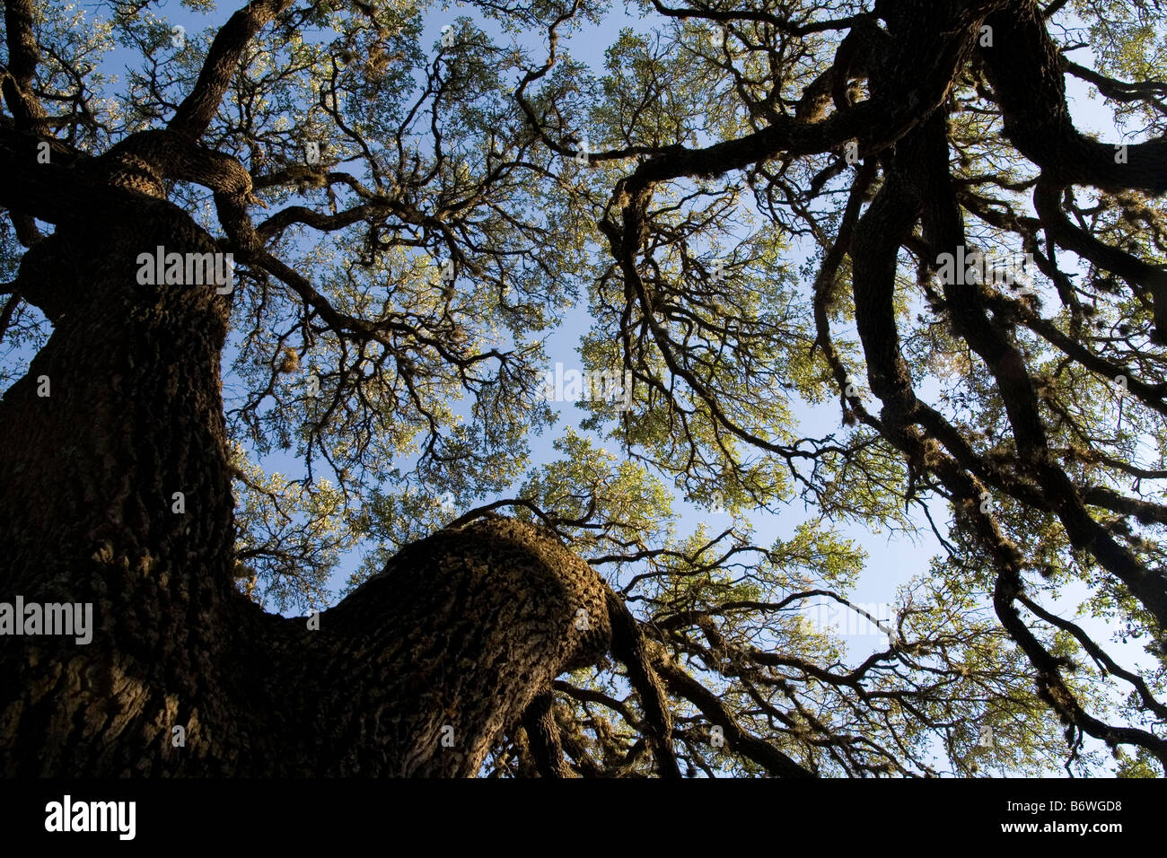 Live Oak rami vicino Wimberley nel Texas Hill Country Foto Stock