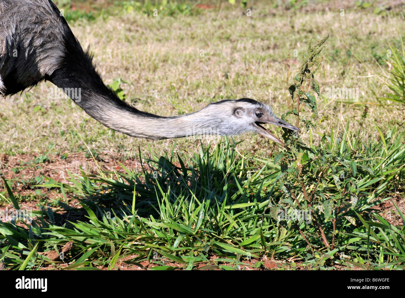 Maggiore rhea Rhea americana Miranda Pantanal del Mato Grosso do Sul in Brasile Foto Stock