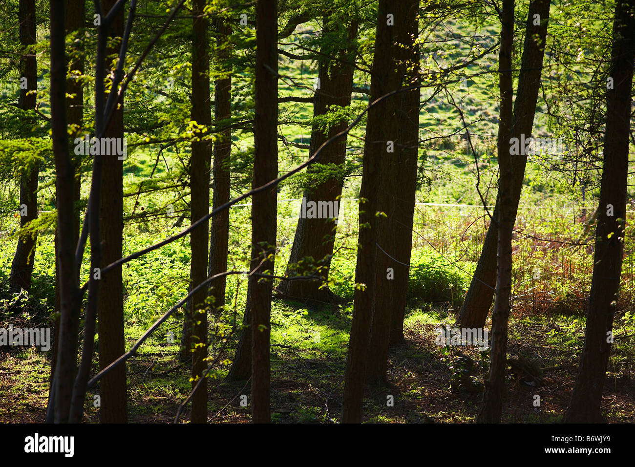 Fila di alberi in foresta Foto Stock