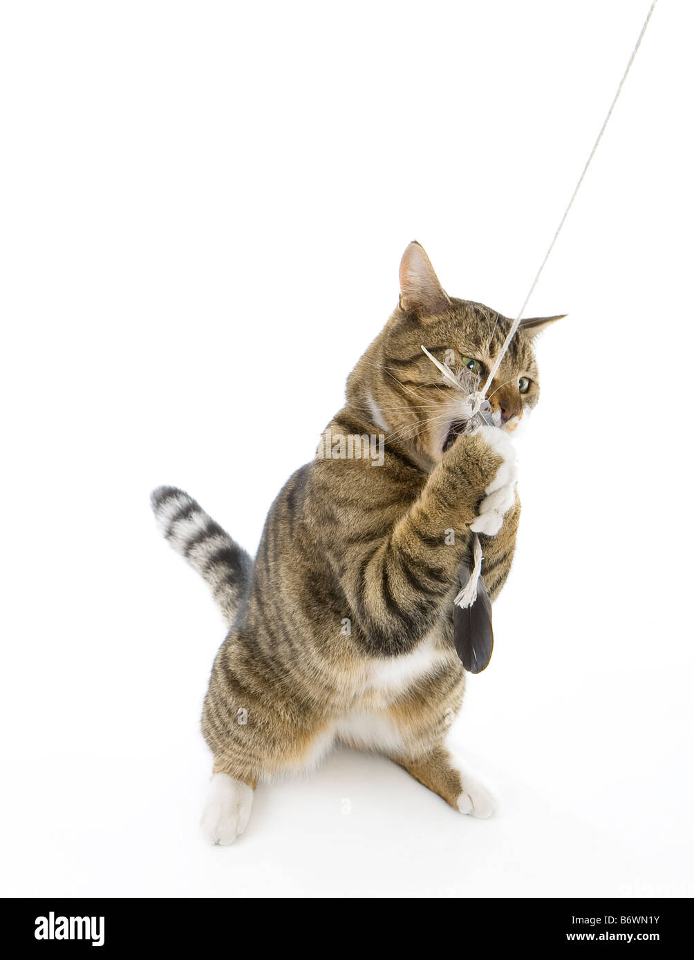 Tabby tom cat giocando con piume su una stringa cerca wild e vizioso! Foto Stock