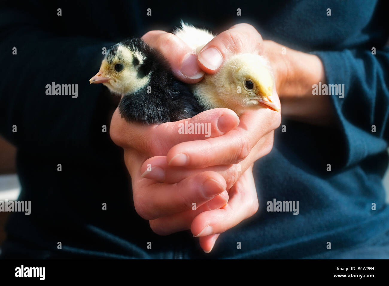 Donna che mantiene la Turchia POULTS nelle sue mani Foto Stock