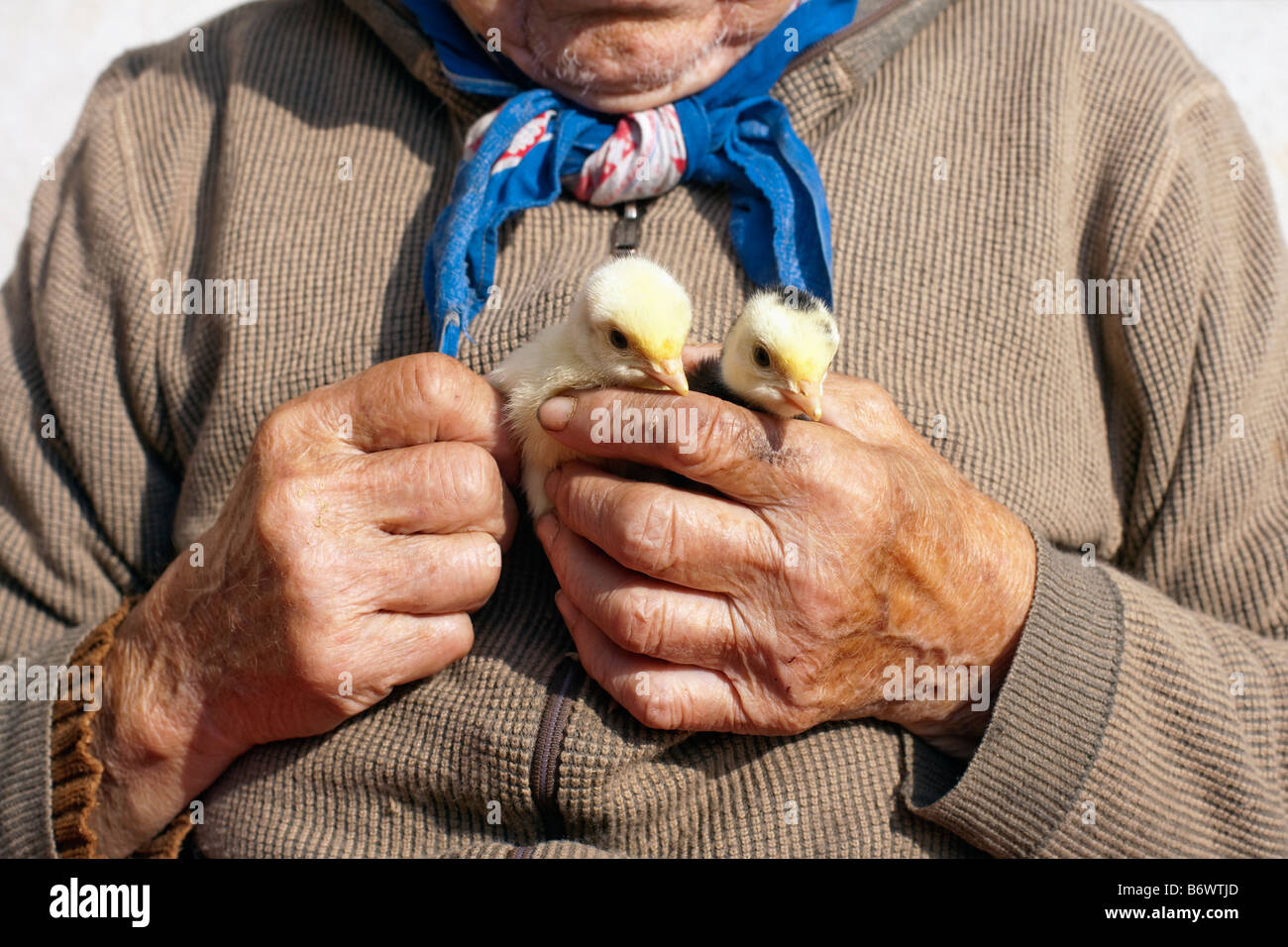 Contadina POULTS tiene nelle sue mani Foto Stock