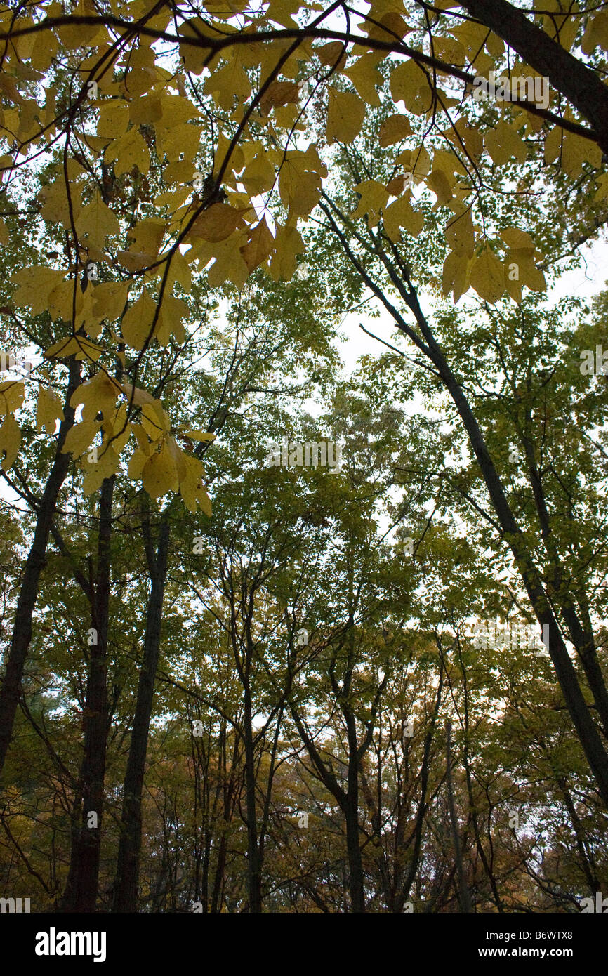 Guardando il bosco in autunno con foglie di giallo in primo piano Foto Stock
