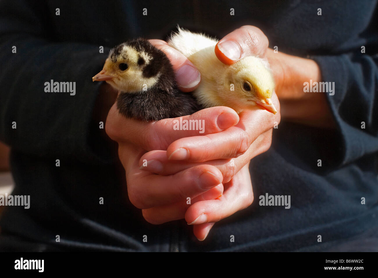 Donna che mantiene la Turchia POULTS nelle sue mani Foto Stock