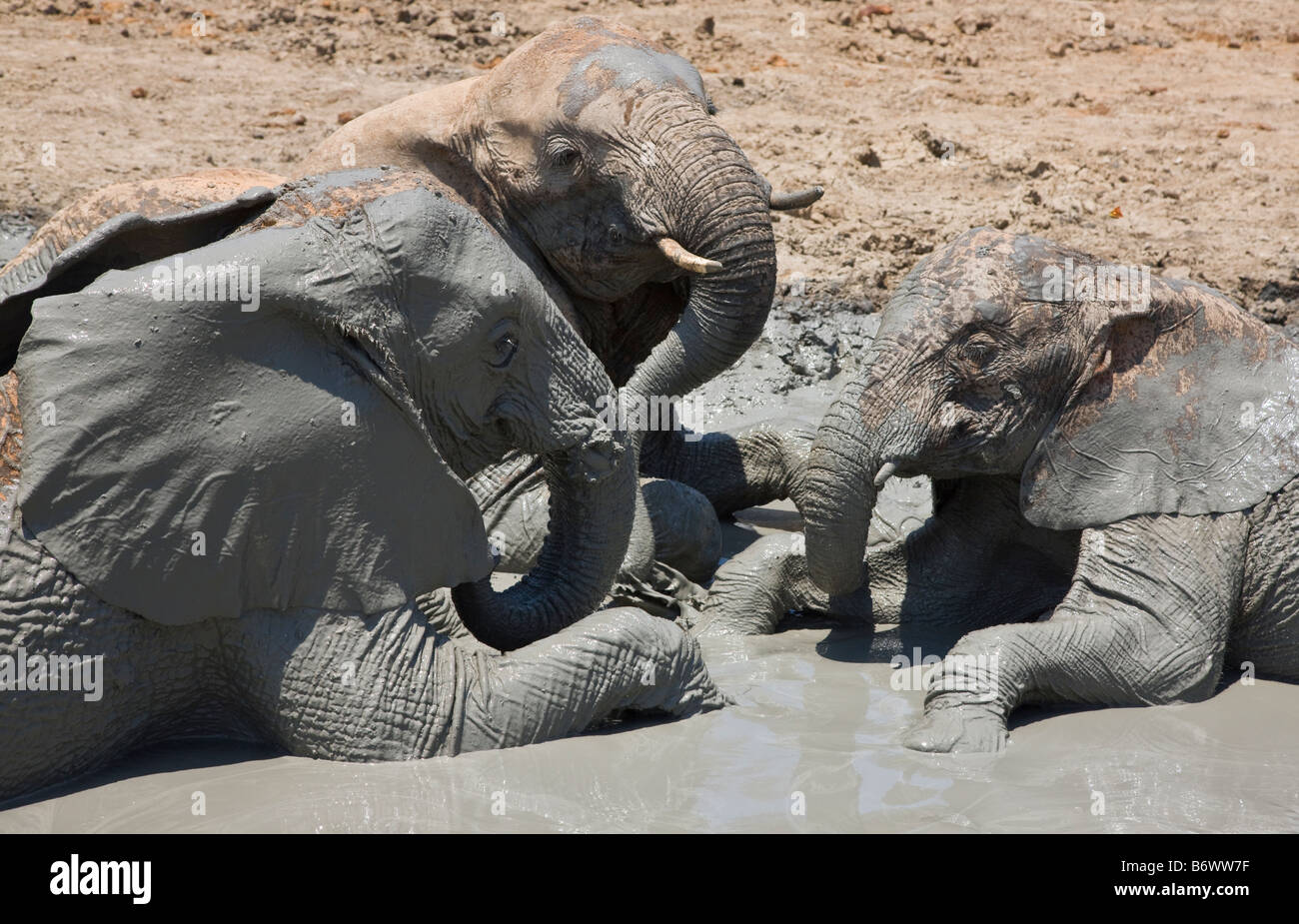 Africa, Kenia Masai Mara, Narok distretto. Un Verreaux il gufo reale posatoi in una struttura ad albero nella Riserva Nazionale di Masai Mara Foto Stock