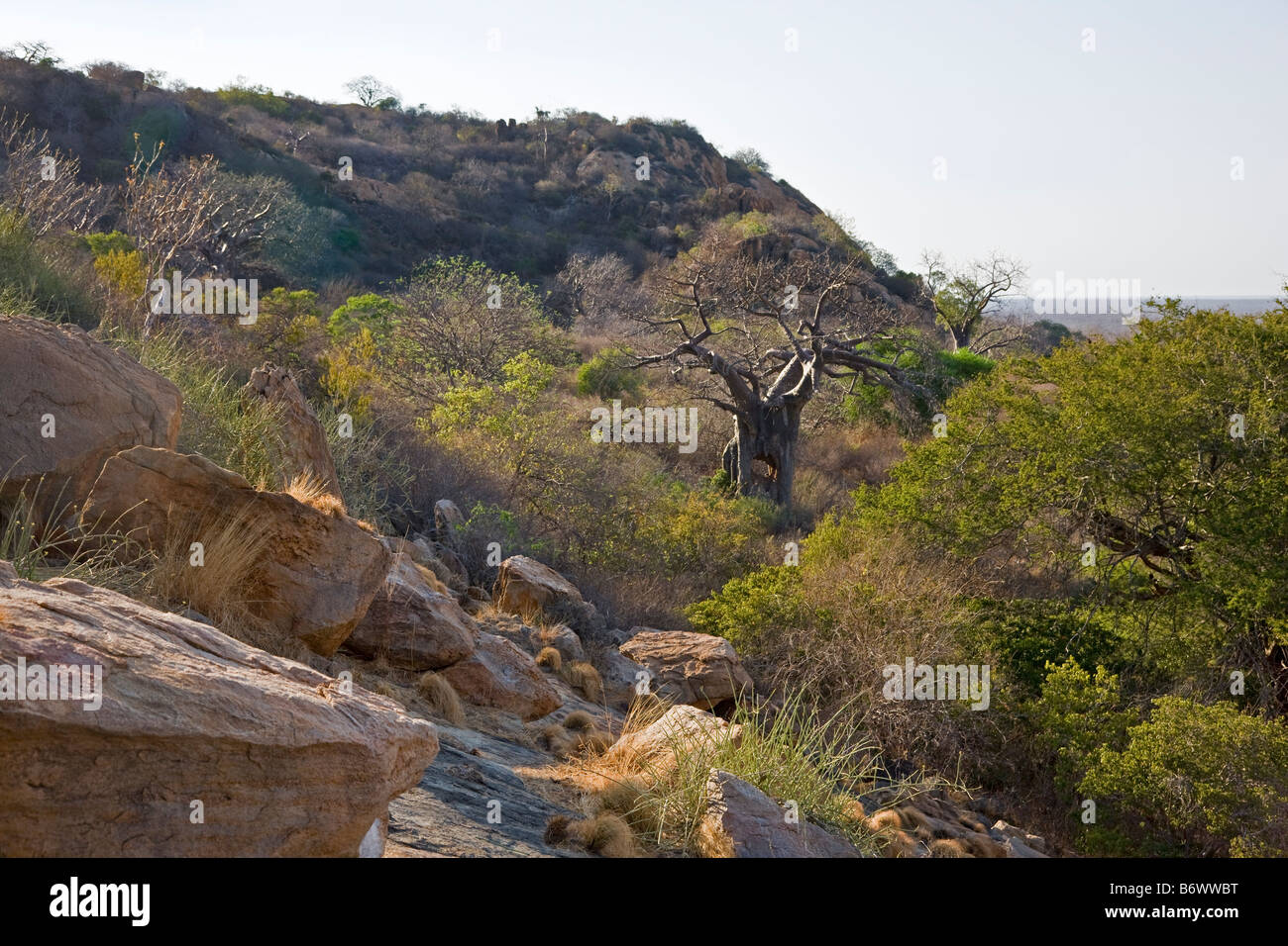 Africa, Kenya, Kajiado District, Ol Doinyo Orok. Un grande raduno di Guerrieri Maasai durante una cerimonia Eunoto Foto Stock