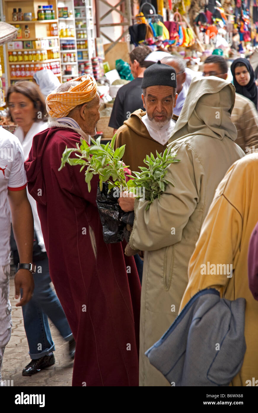 Il Marocco Marrakech, Jardin Majorelle. Il Giardino Majorelle è un giardino botanico progettato dall'artista francese Jacques Majorelle Foto Stock