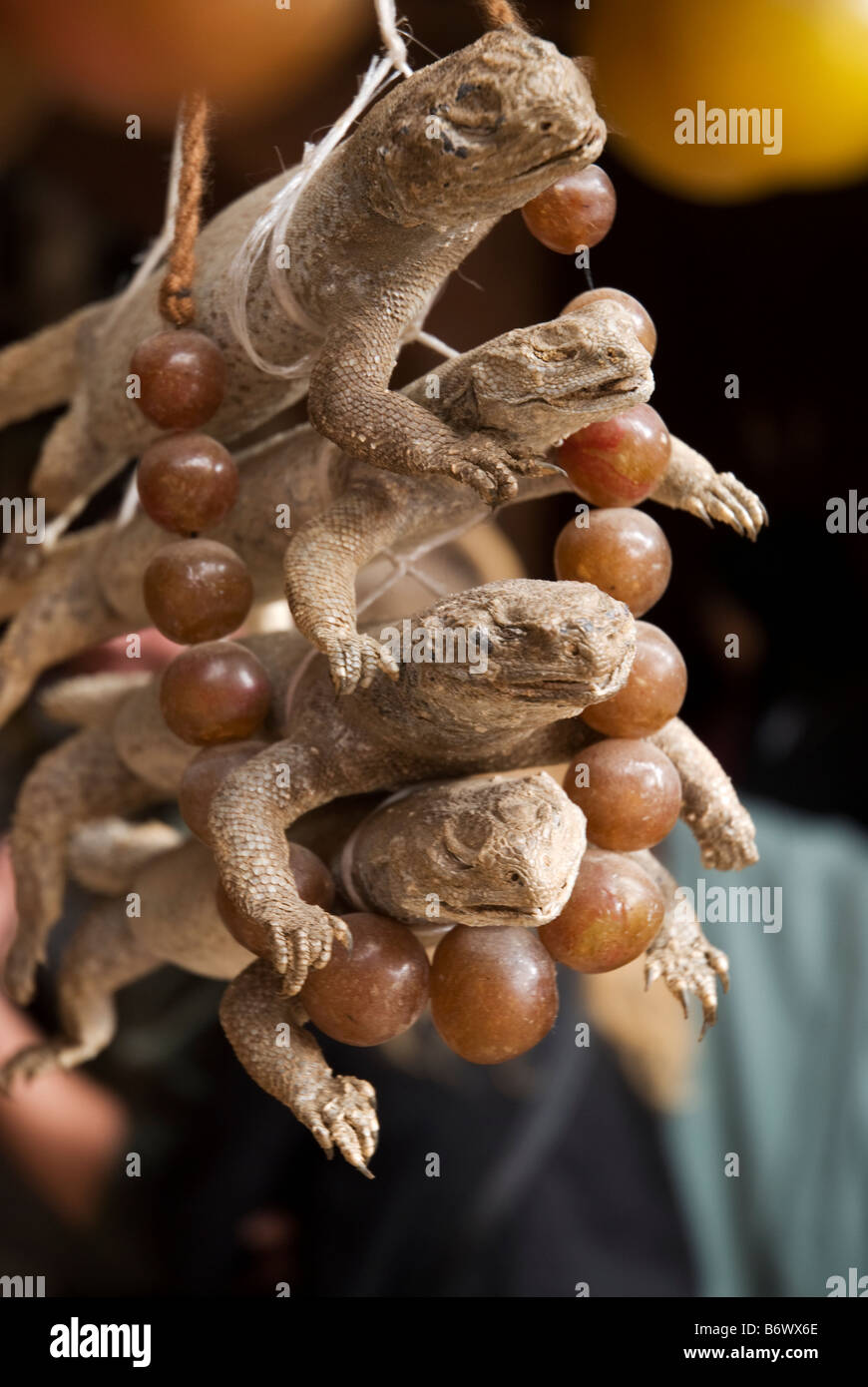 Il Marocco Marrakech, Jardin Majorelle. Il Giardino Majorelle è un giardino botanico progettato dall'artista francese Jacques Majorelle Foto Stock