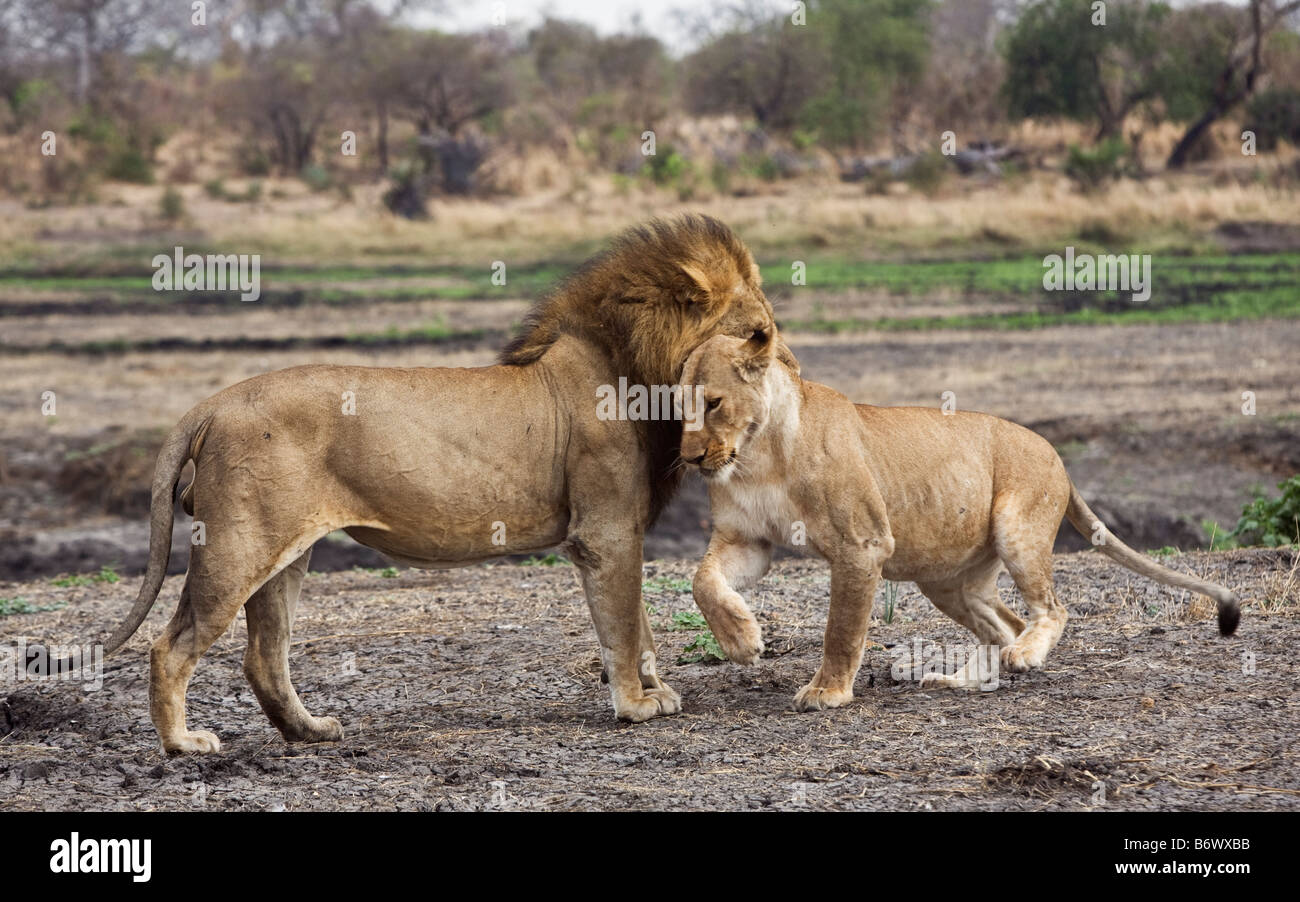 Tanzania, Katavi National Park. Un orgoglio dei leoni accanto al fiume Katuma nel Katavi National Park. Foto Stock