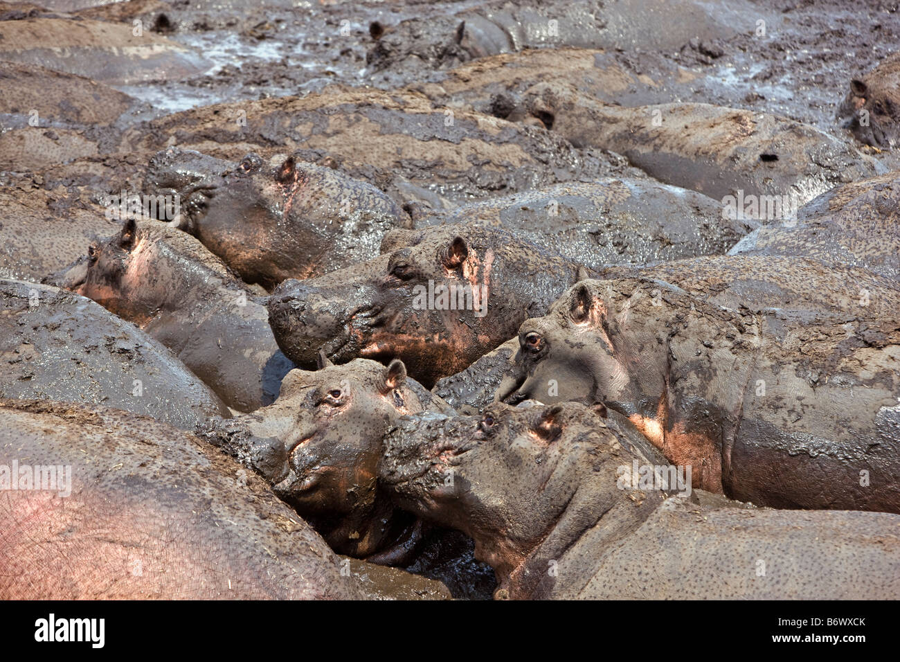 Tanzania, Katavi National Park. Ippopotami sguazzare nel fango in il Fiume Katuma nel Katavi National Park Foto Stock