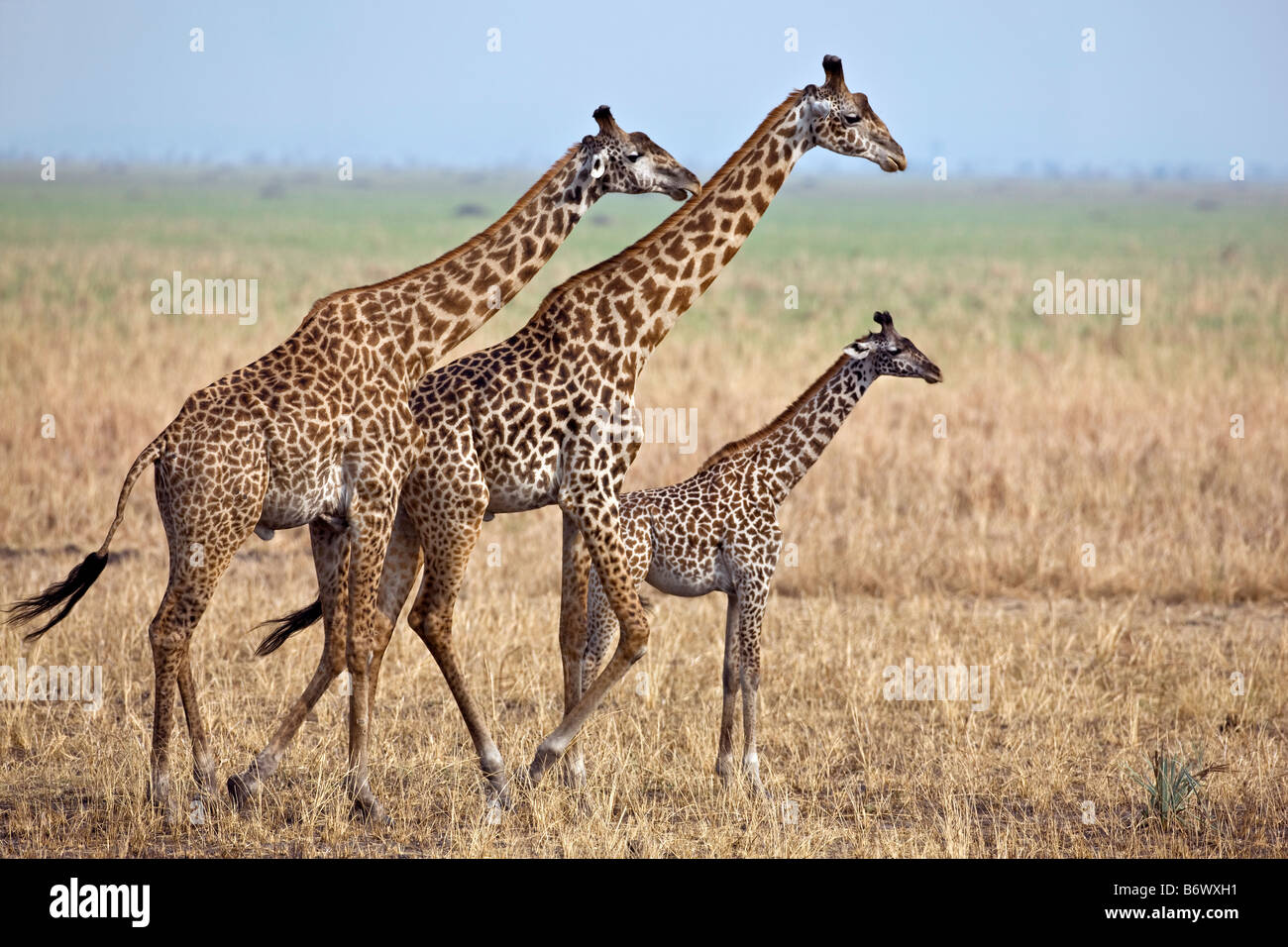 Tanzania, Katavi National Park. Un Masai giraffe sotto grandi alberi di acacia. Foto Stock