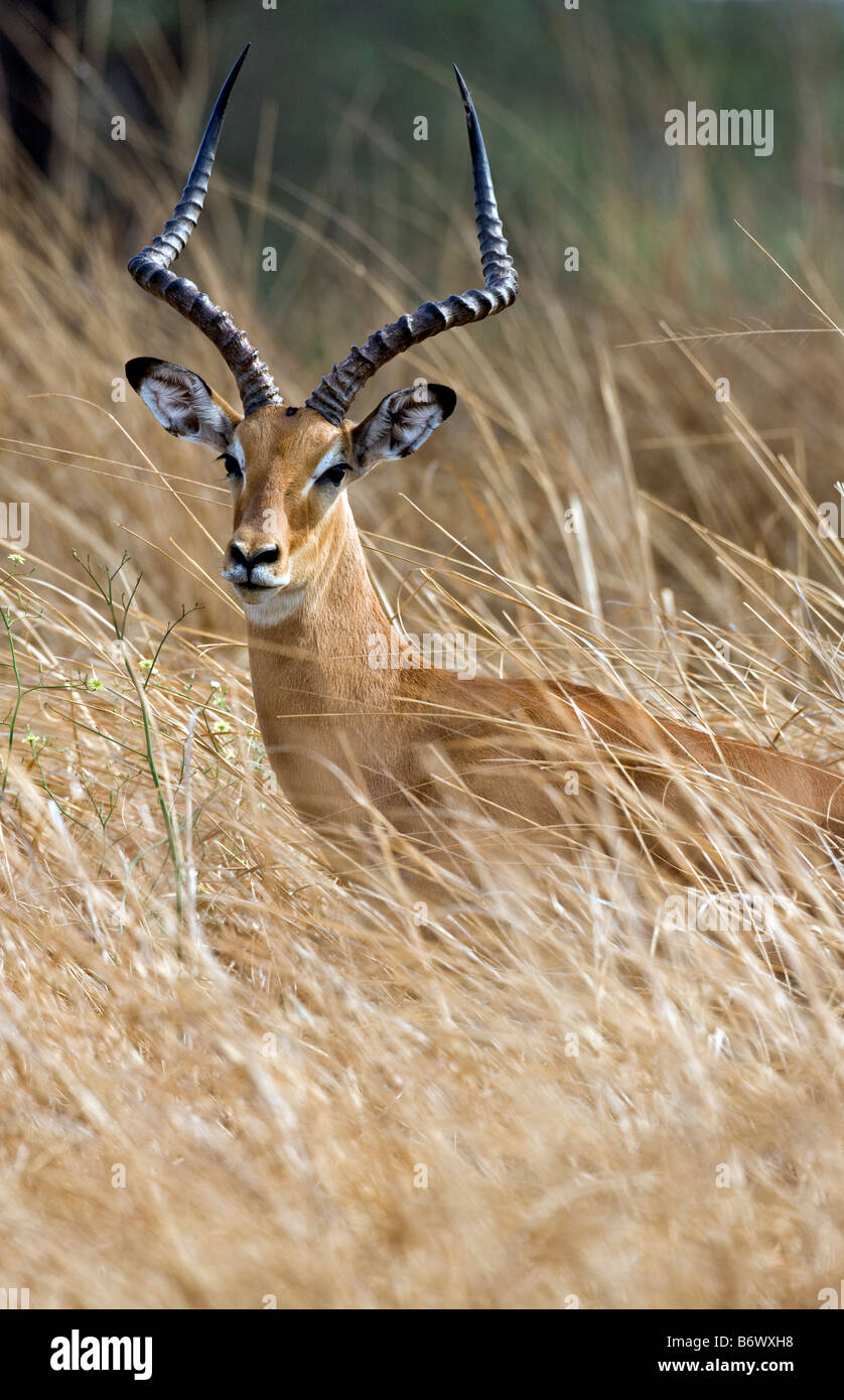 Tanzania, Katavi National Park. Un impala antilope avviso rimane fra il tronco e i rami di un morto acacia. Foto Stock