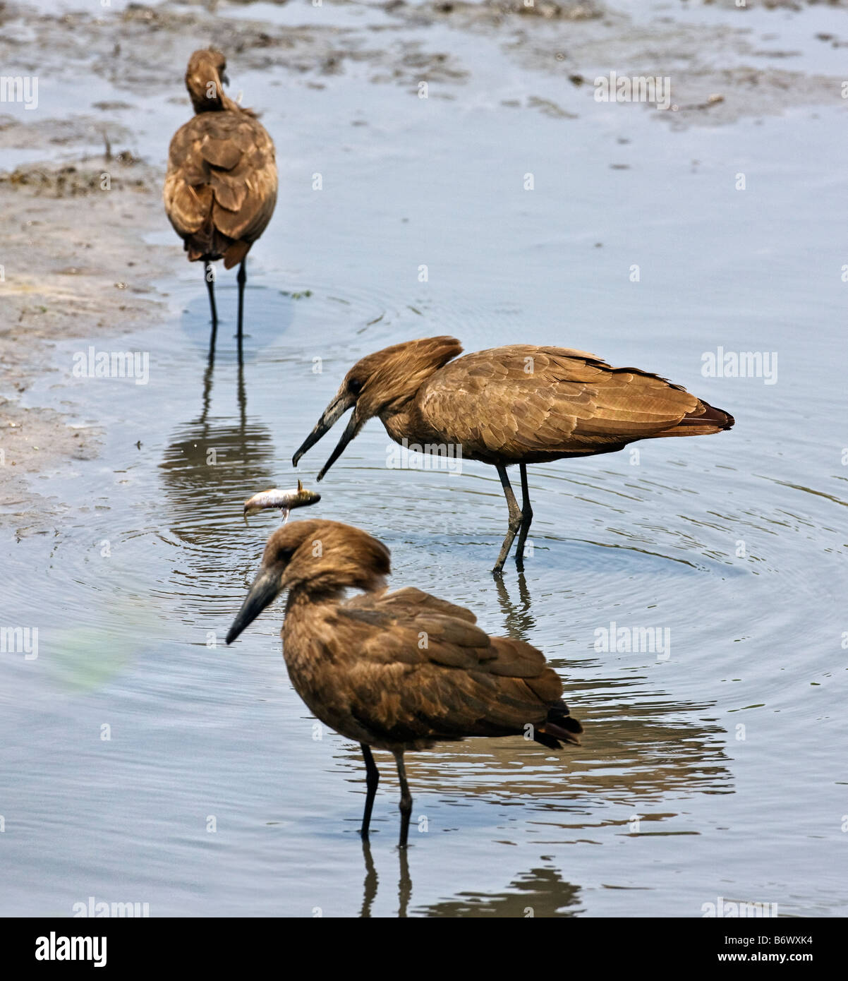 Tanzania, Katavi National Park. Un giallo-fatturati stork le catture di pesci di fiume Katuma. Foto Stock