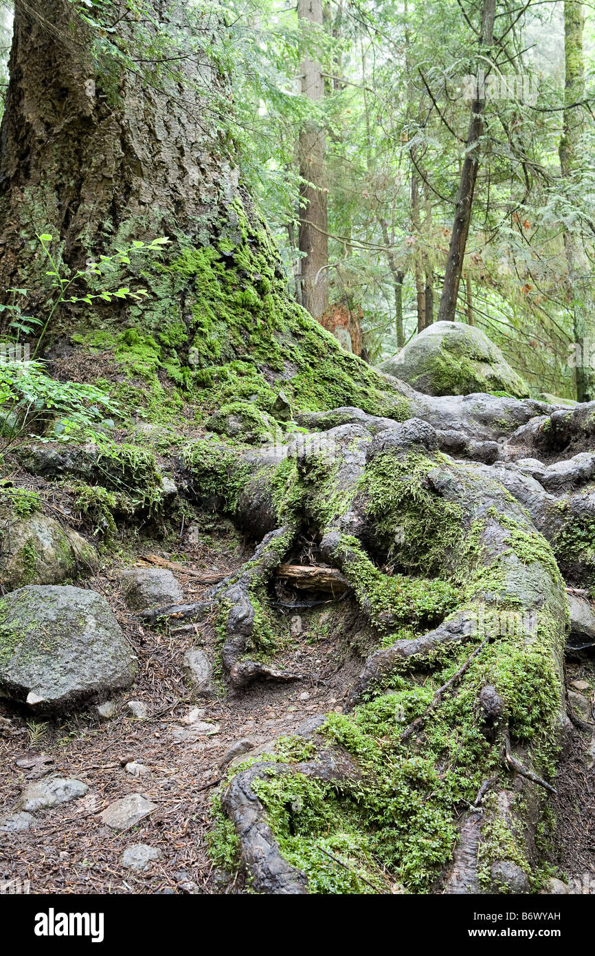 Albero in foresta Foto Stock