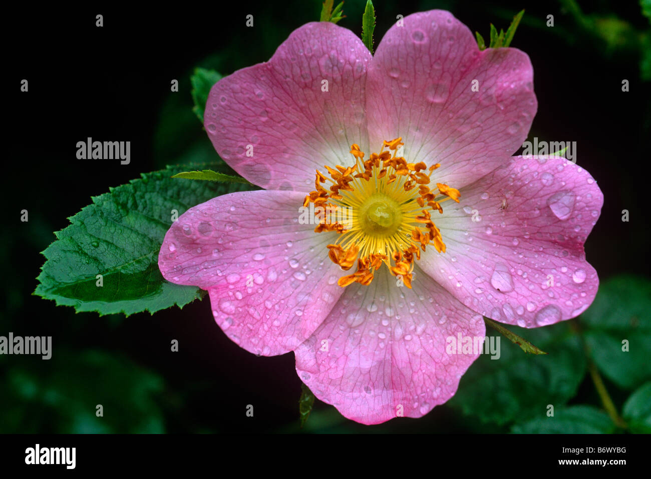 Sweet Briar rose Foto Stock