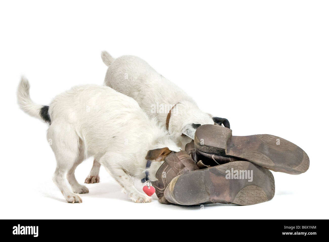 Jack Russell cani cercando tratta in stivali Foto Stock