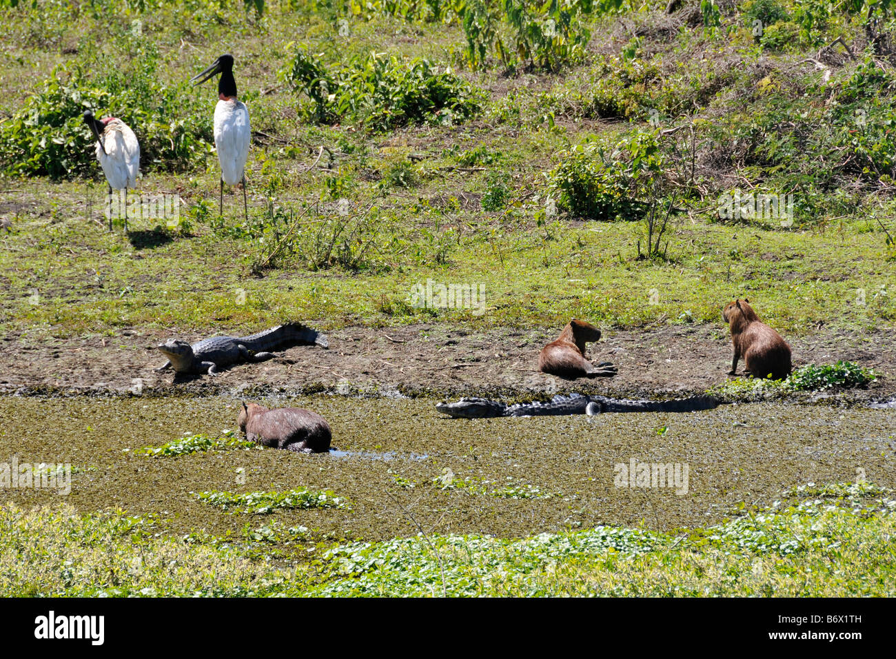 Scena Pantanal Pantanal Jabirus caimani e capybaras Jabiru Aeroporto mycteria crocodilus Caimano yacare e Hydrochoerus hydrochaeris Foto Stock