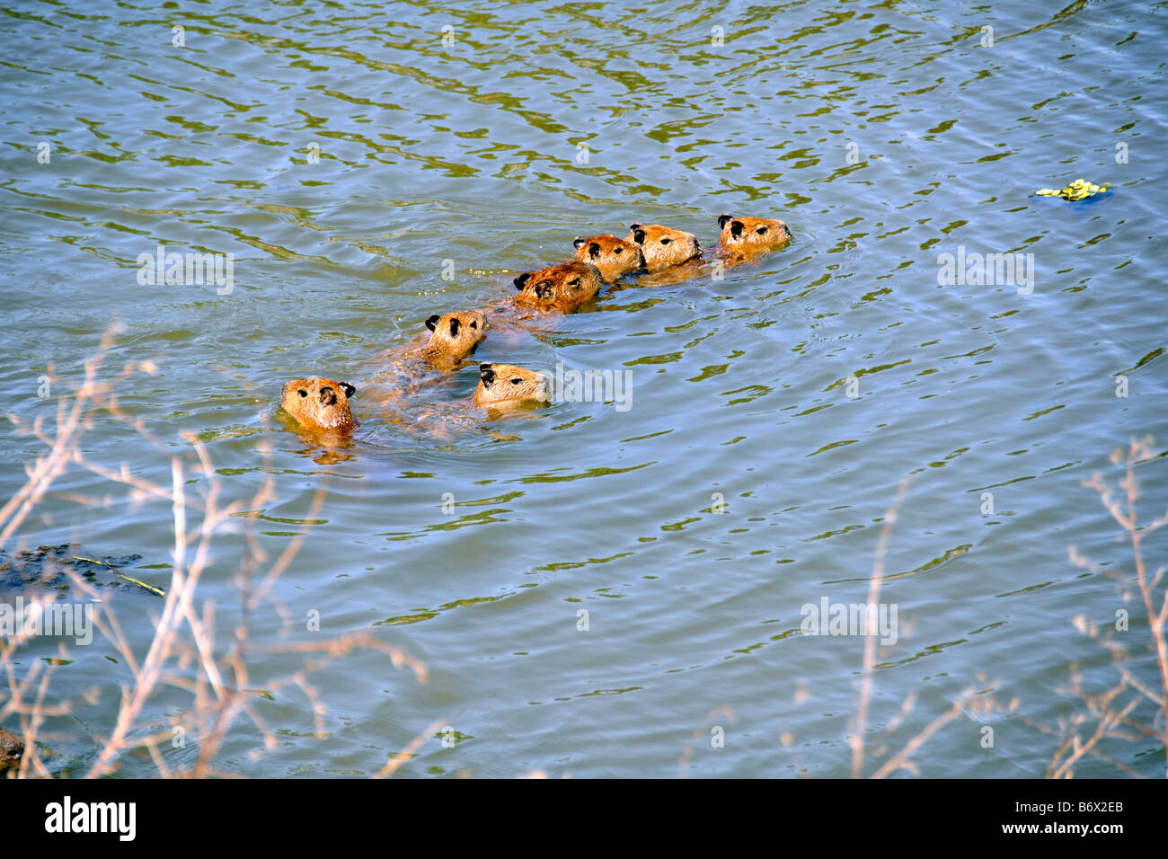 Famiglia di capybaras Hydrochoerus hydrochaeris attraversa un ruscello Miranda Pantanal del Mato Grosso do Sul in Brasile Foto Stock