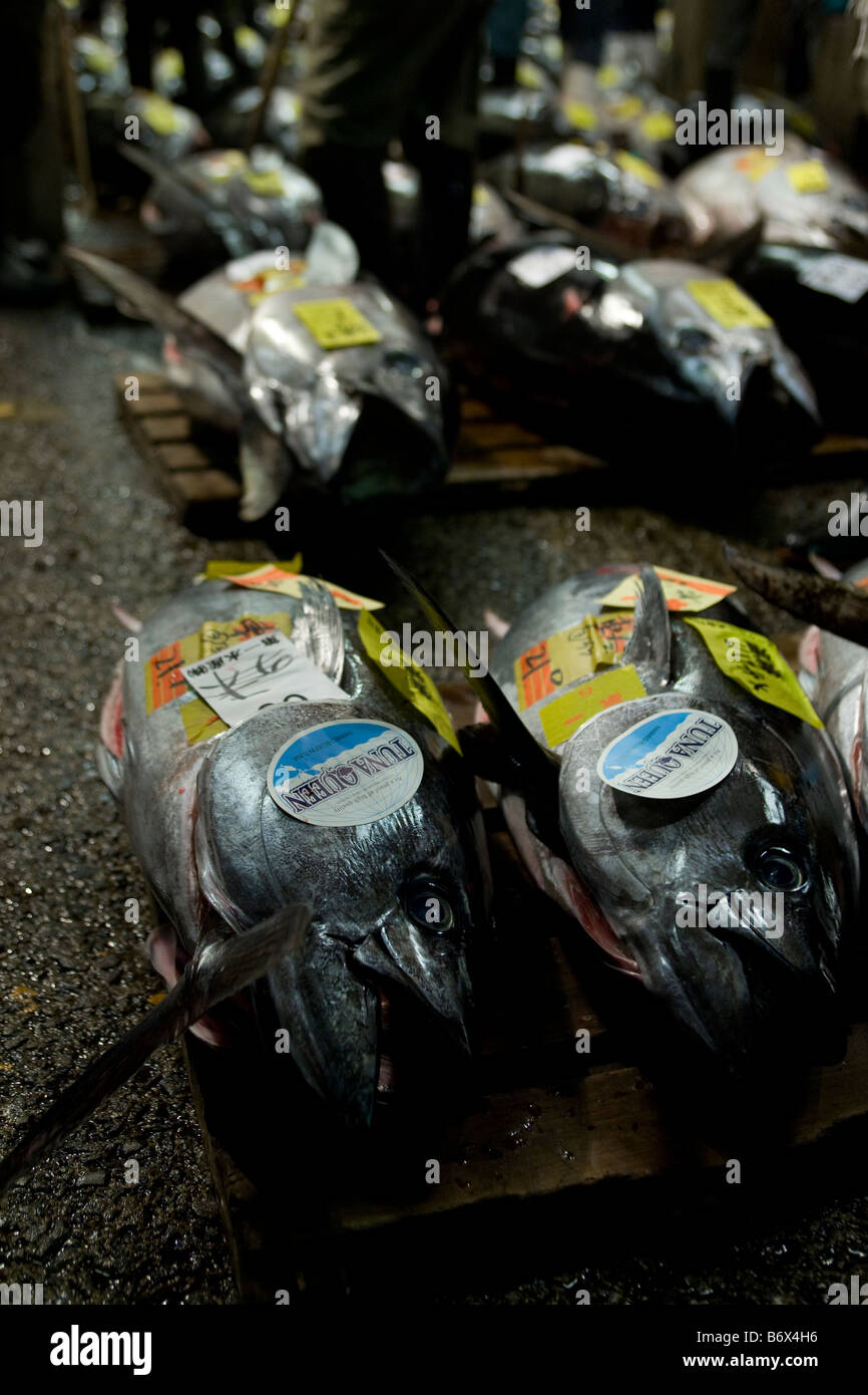 Asta di tonno al Tokyo Metropolitan Central Wholesale Market o il Mercato del Pesce di Tsukiji è il più grande mercato del pesce nel mondo Foto Stock