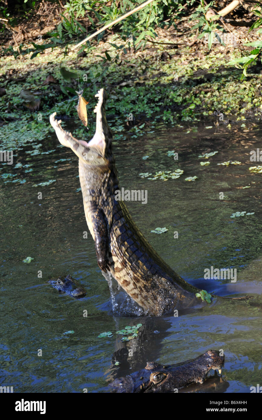 Pantanal Cayman crocodilus Caimano yacare salta fuori dall'acqua e mangia un piranha Pygocentrus piraya nel Pantanal, Brasile Foto Stock