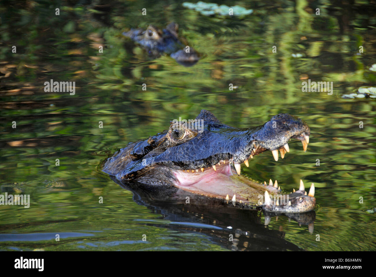 Pantanal caimans crocodilus Caimano yacare San Francisco Ranch Miranda Mato Grosso do Sul in Brasile Foto Stock