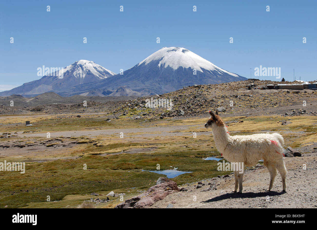 Lama, Lauca national park, Pomerade e vulcani Parinacota, Cile Foto Stock