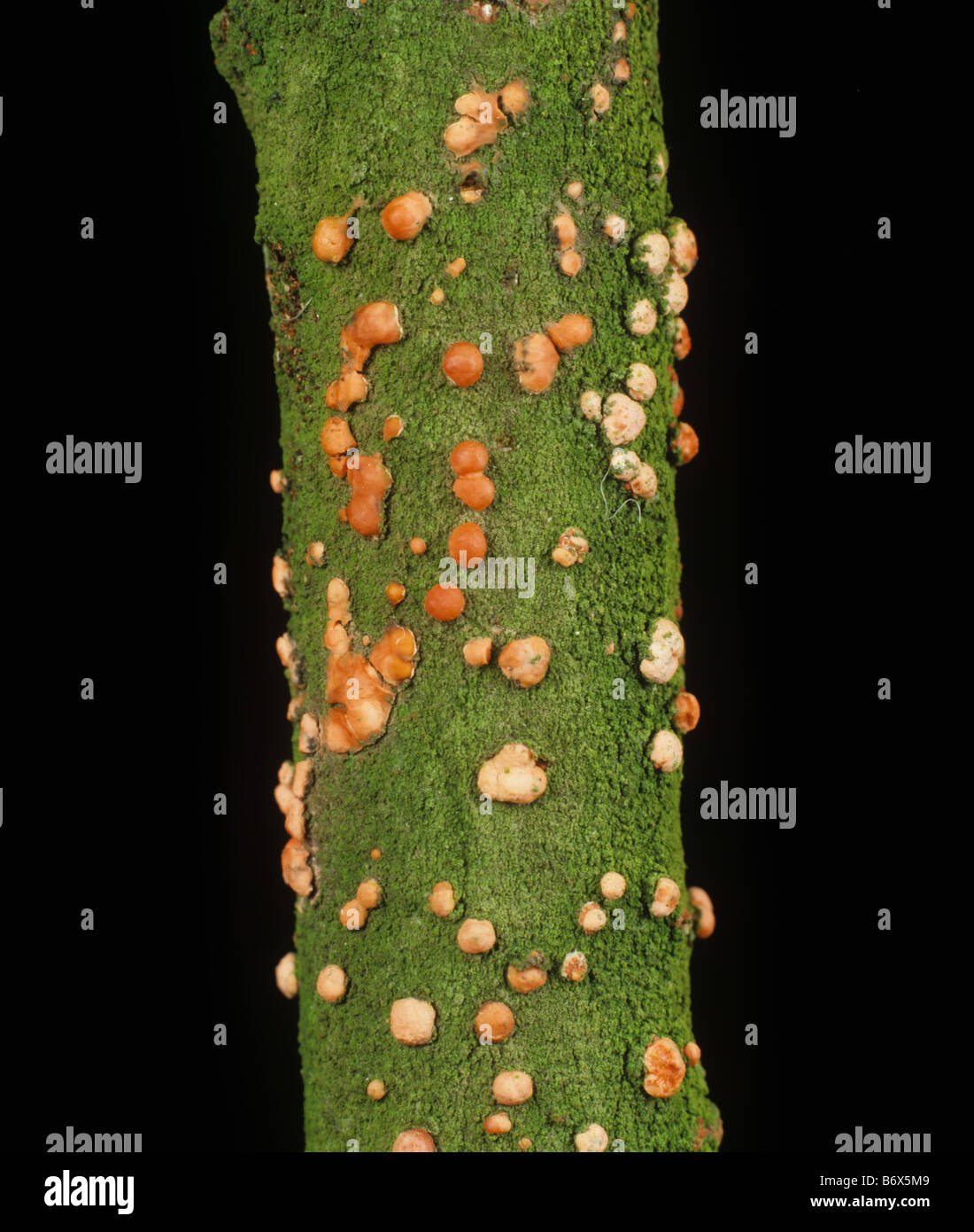 Corallo spot (NECTRIA cinnabarina) corpi fruttanti rosa, perithecia, di fungo saprofitico su legno di olmo morto Foto Stock