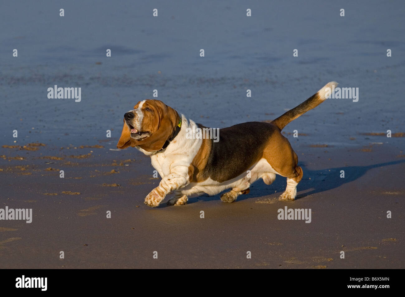 Ritratto di Basset Hound in ambiente domestico Foto Stock