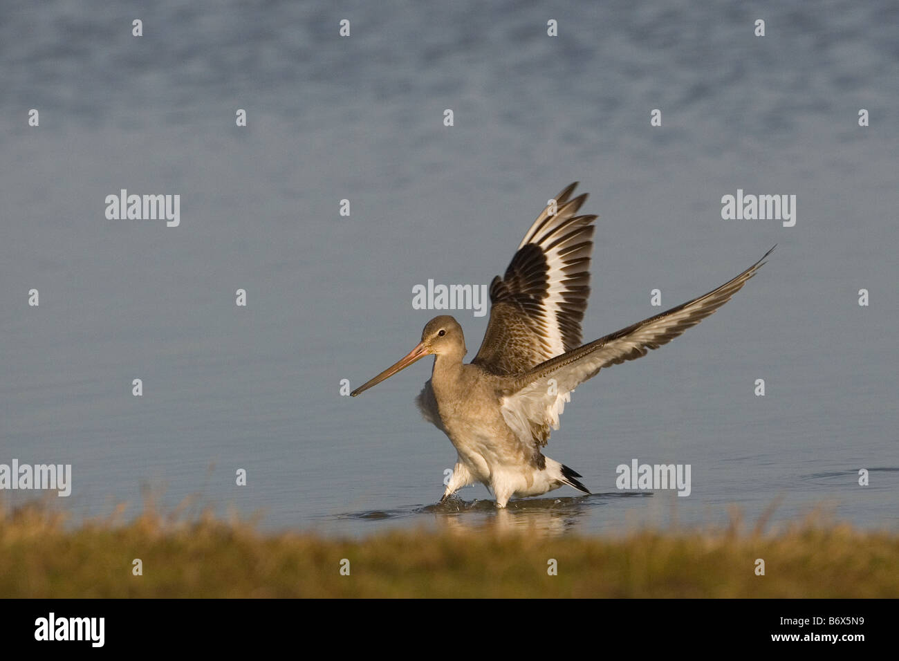 Nero-tailed Godwit Limosa limosa su paludi Cley Costa North Norfolk Foto Stock
