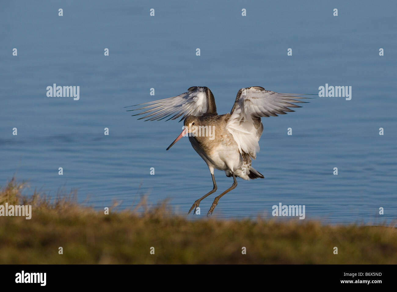 Nero-tailed Godwit Limosa limosa su paludi Cley Costa North Norfolk Foto Stock