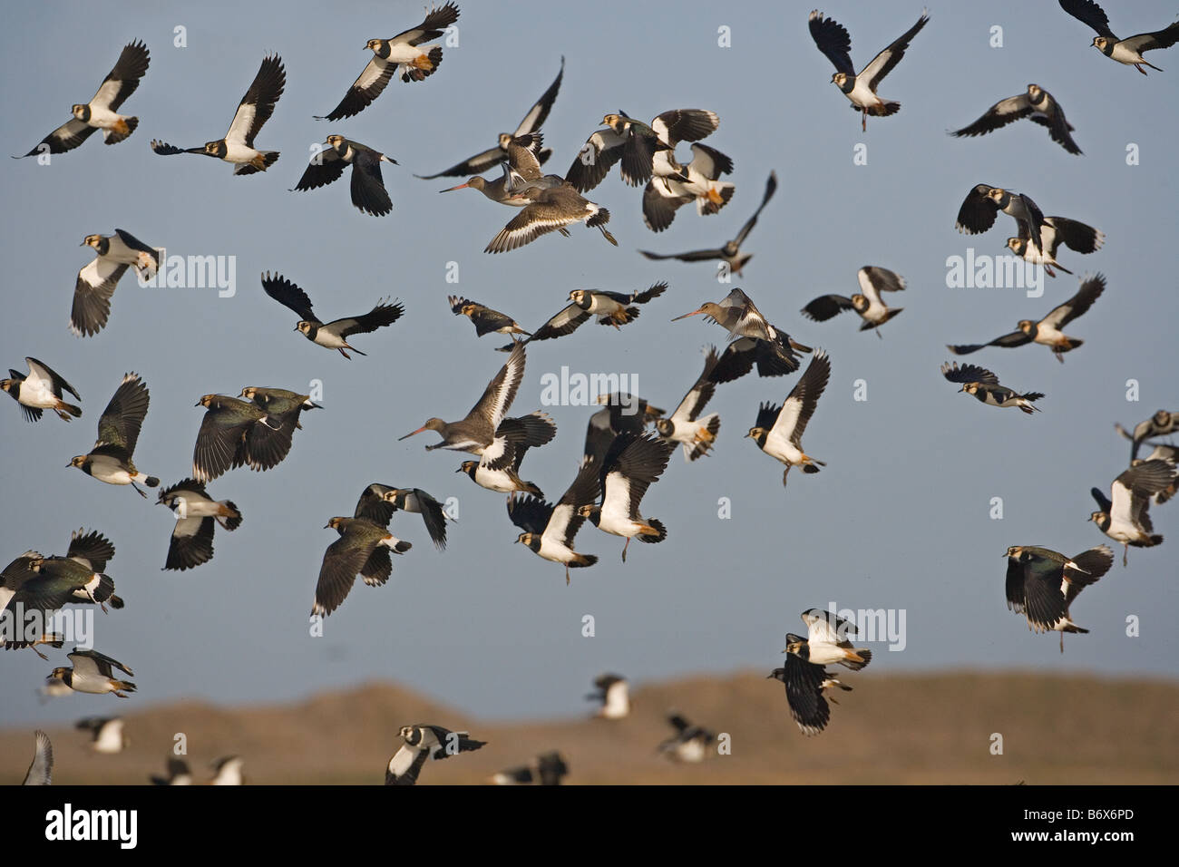 Lapwings Vanellus vanellus inverno gregge e Godwits Foto Stock