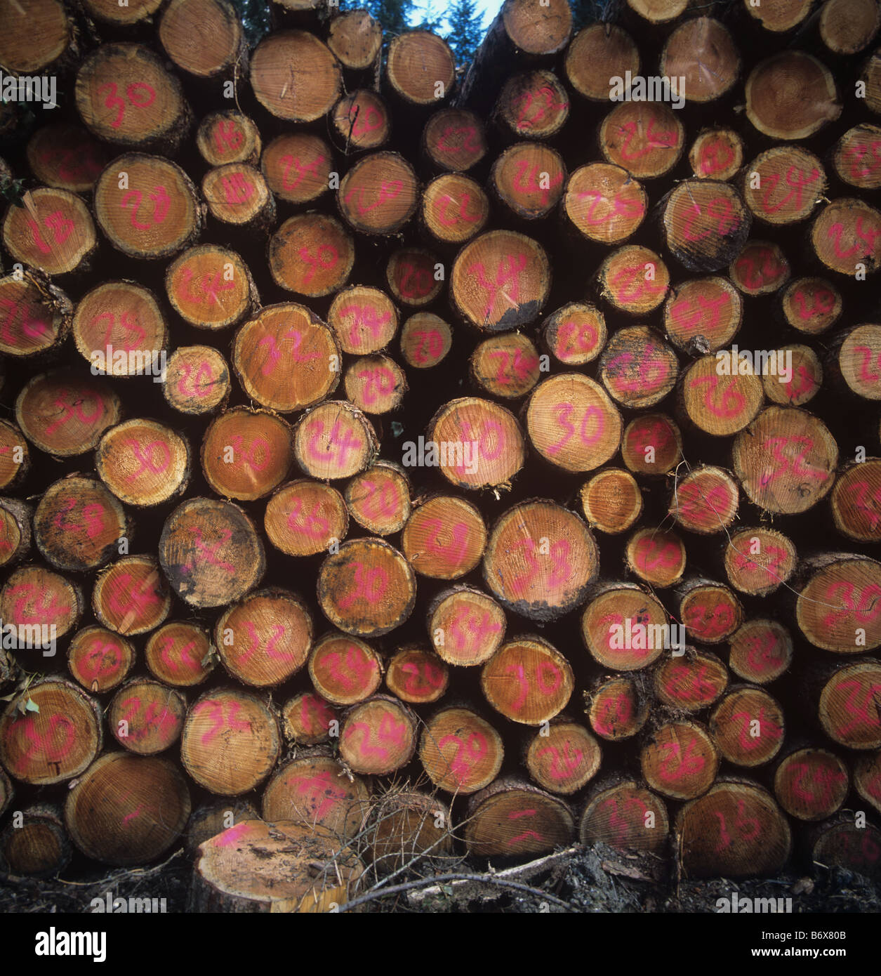 Tagliare segherie di lunghezze di pino impilati e numerati per la raccolta Dartmoor Devon Foto Stock