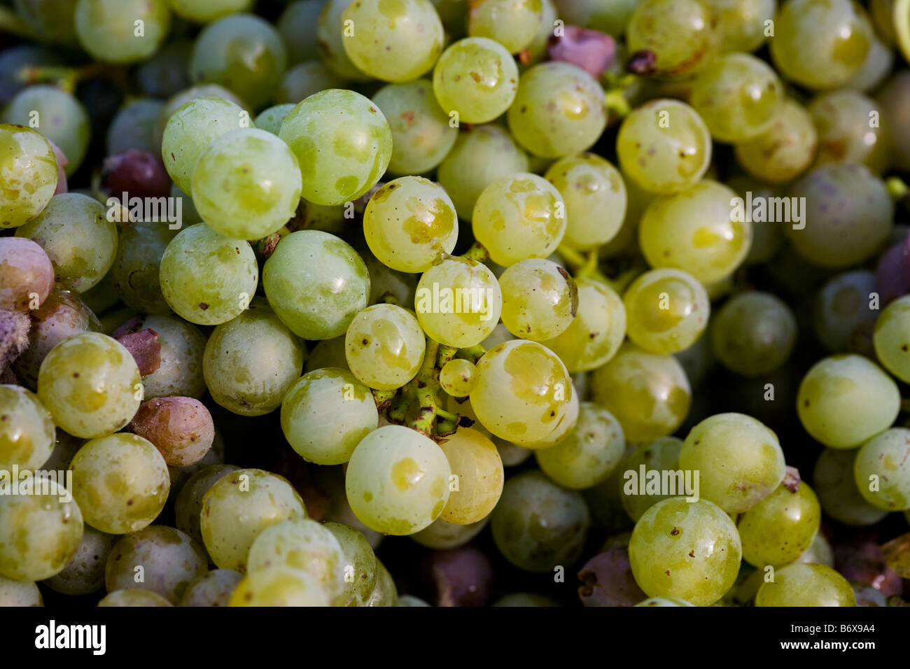 Simbolo dell'uva immagini e fotografie stock ad alta risoluzione - Pagina 3  - Alamy