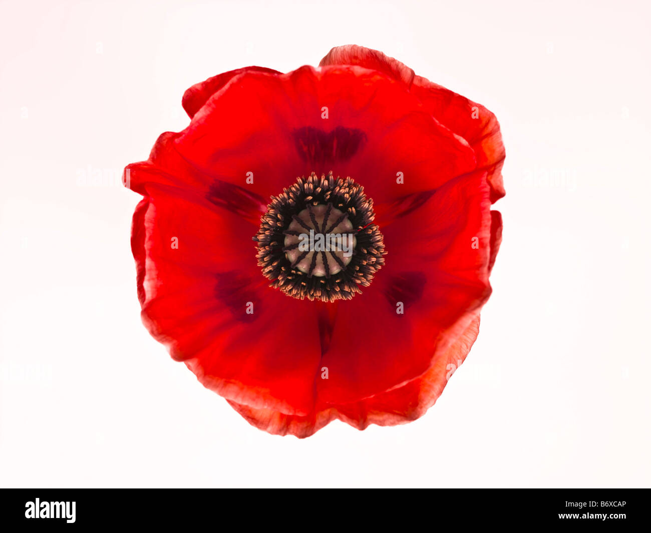 Close up di rosso papavero orientale Foto Stock