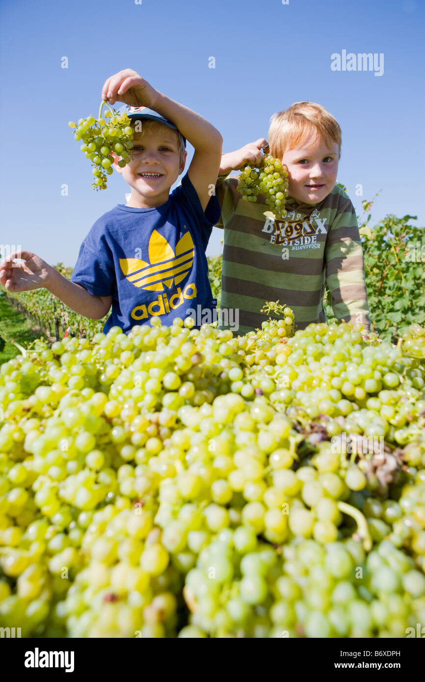 Bambini che giocano durante la vendemmia Foto Stock