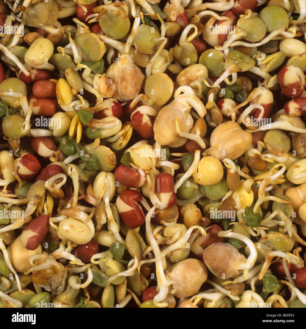 La germogliazione di semi di impulso lenticchia di ceci e fagioli Adzuki come venduto in un health food shop Foto Stock