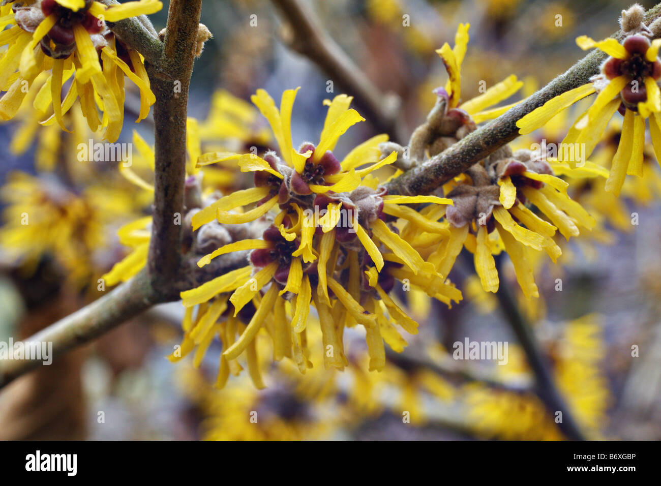 HAMAMELIS BREVIPETALA Foto Stock