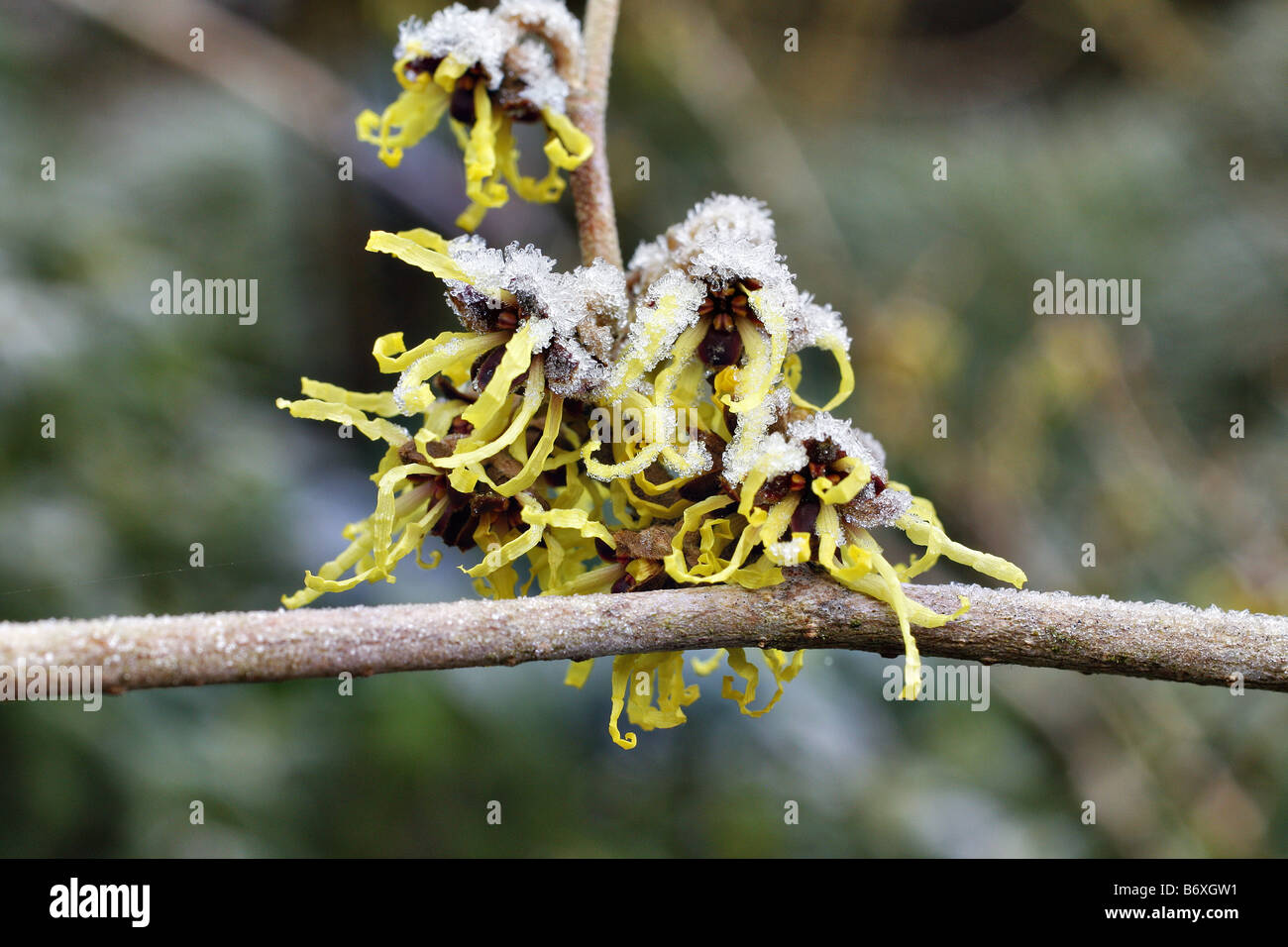 Trasformata per forte gradiente di brina sui HAMAMELIS JAPONICA SULFUREA Foto Stock