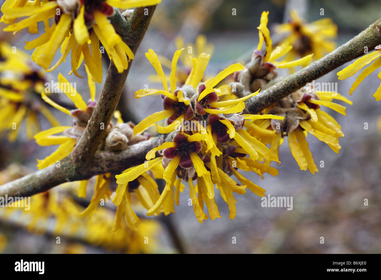 HAMAMELIS BREVIPETALA Foto Stock