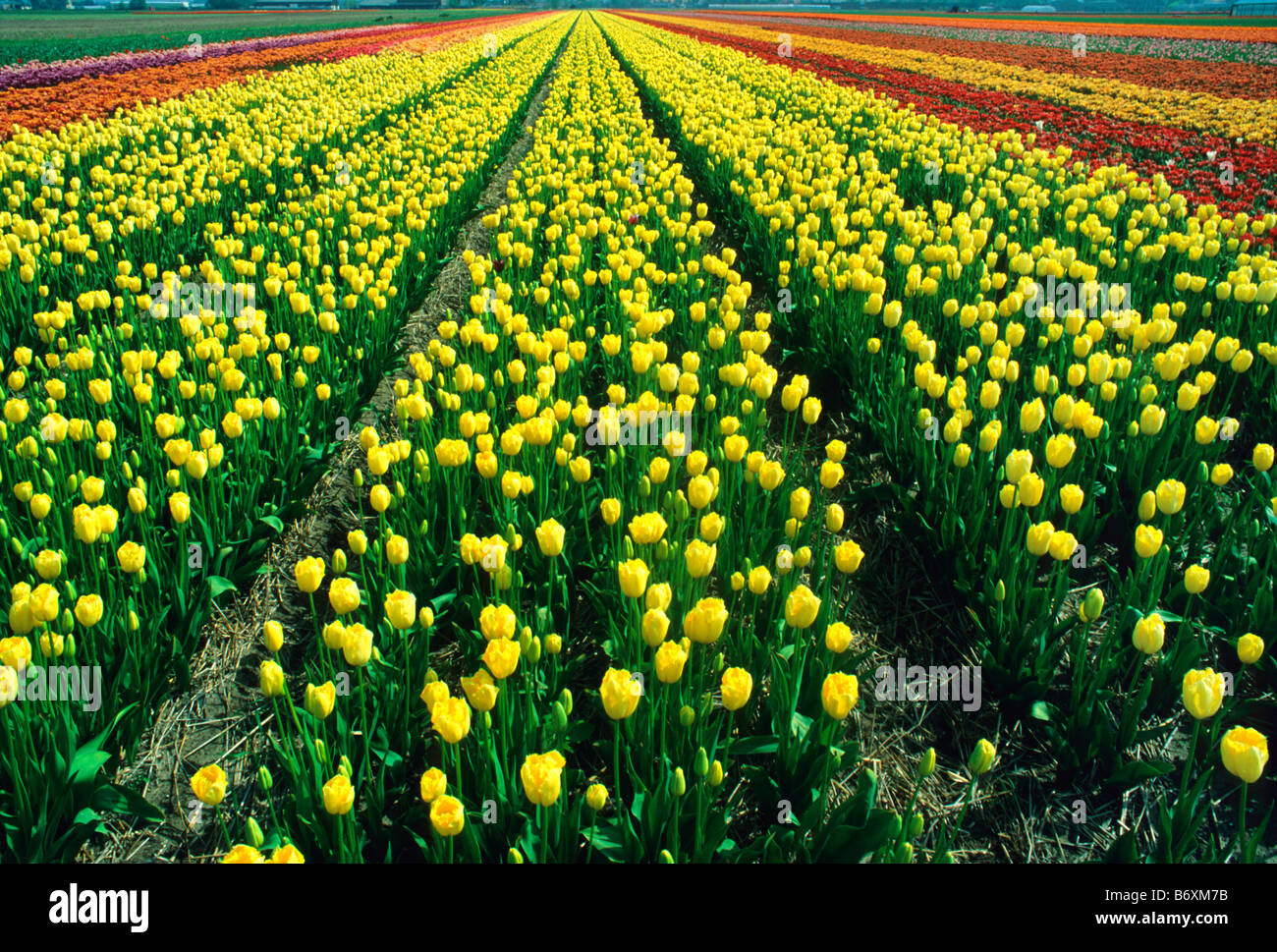 Campo di tulipani nei pressi di Haarlem Paesi Bassi Foto Stock