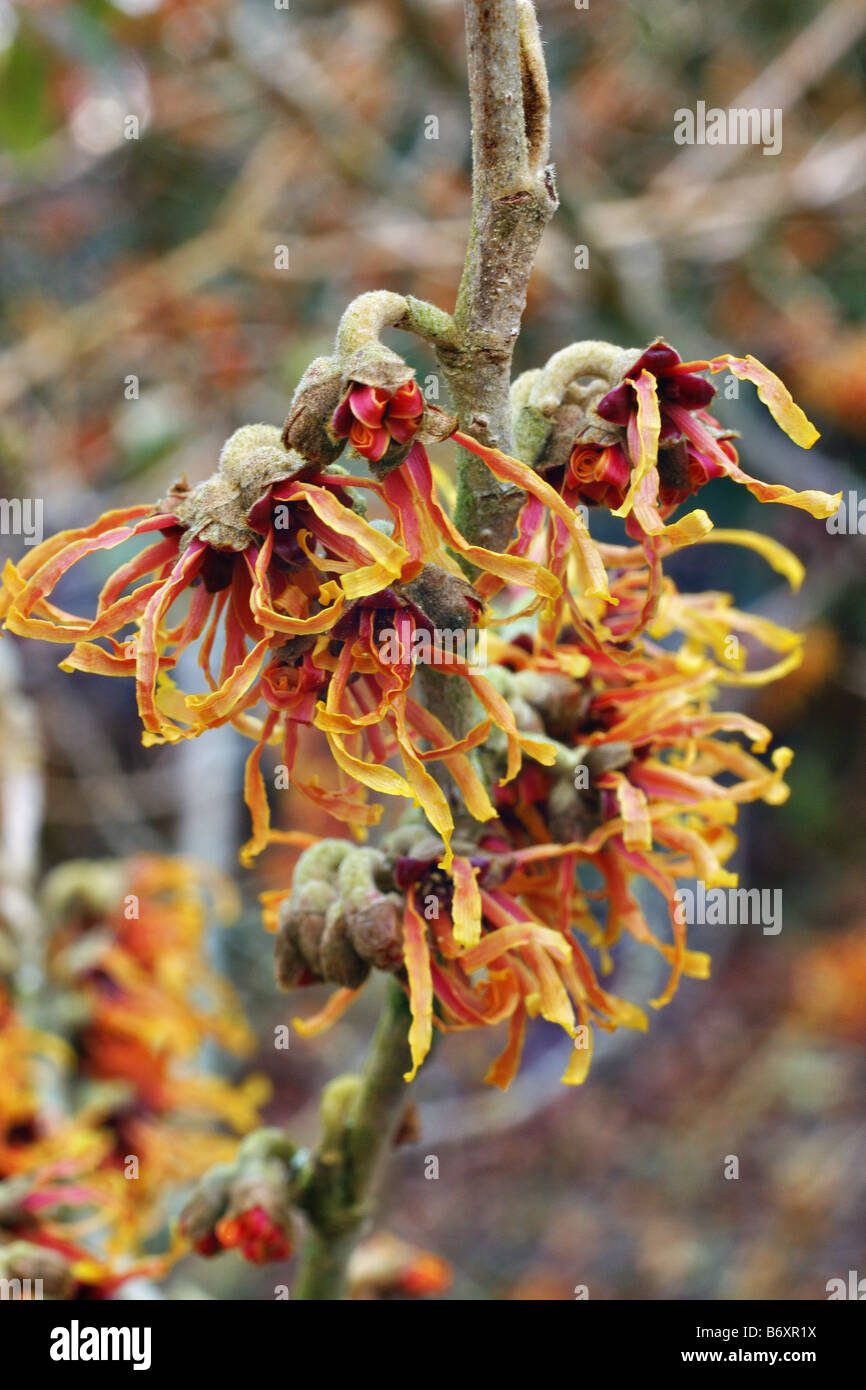 HAMAMELIS x intermedia Jelena Foto Stock