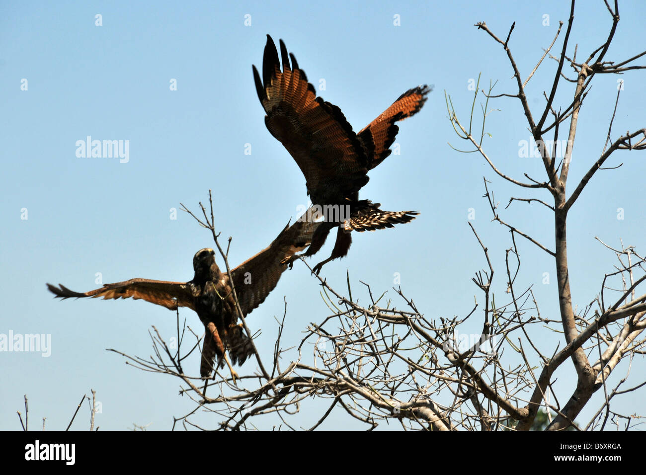 Falco di savana Heterospizias meridionalis la carica a ogni altro Miranda Pantanal del Mato Grosso do Sul in Brasile Foto Stock